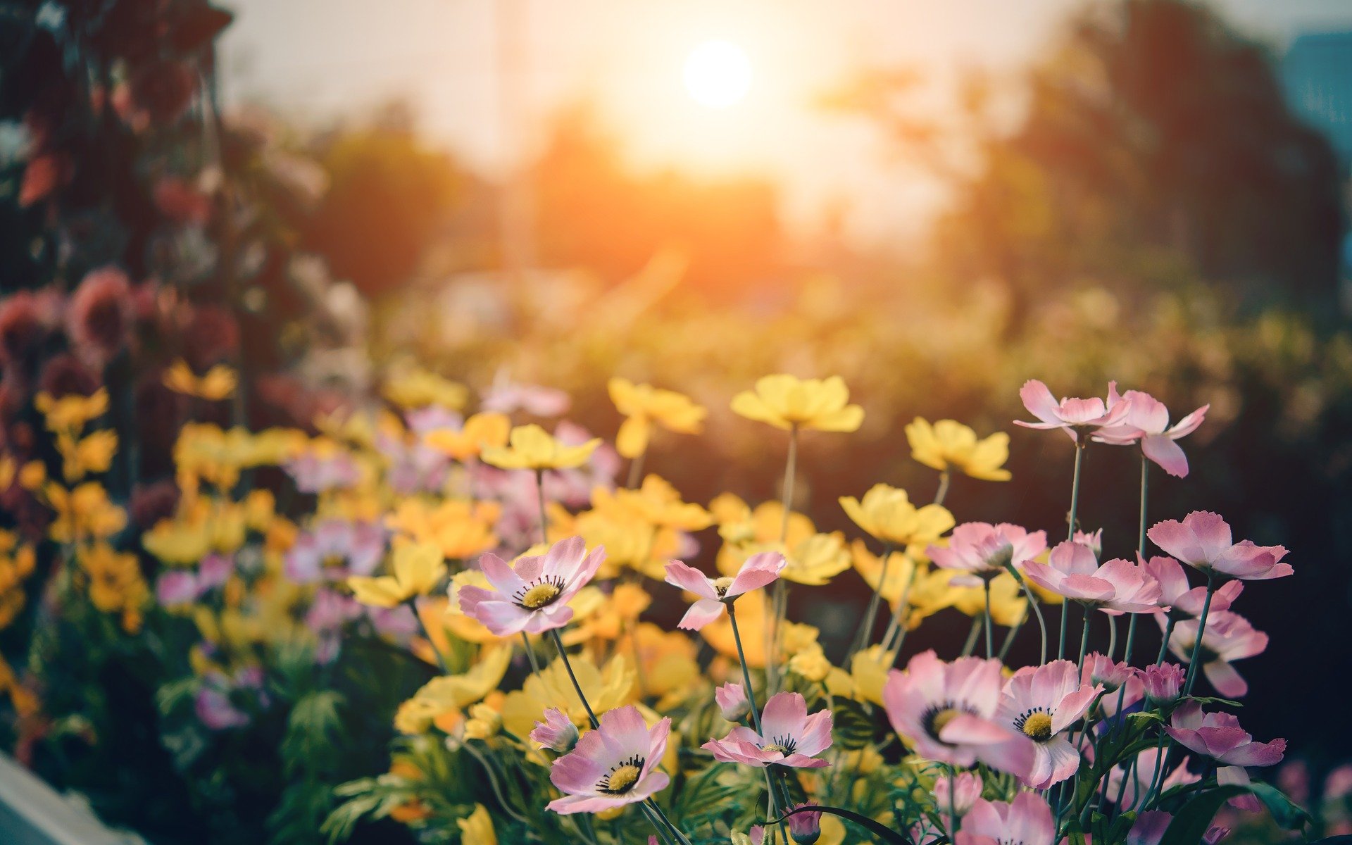 flower_background-g153c68bb8_1920